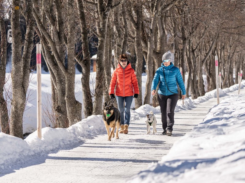 how to deal with dog poop in the winter